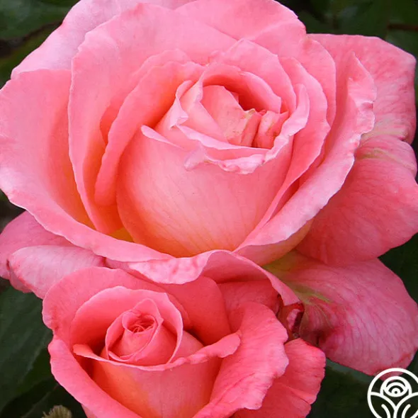 Heirloom Roses Paul Shirville Sale