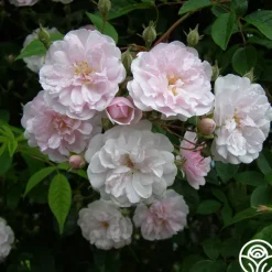 Heirloom Roses Paul's Himalayan Musk Online