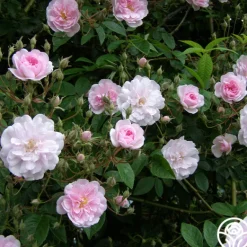 Heirloom Roses Paul's Himalayan Musk Online