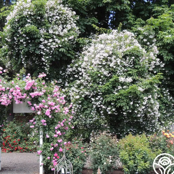 Heirloom Roses Paul's Himalayan Musk Online