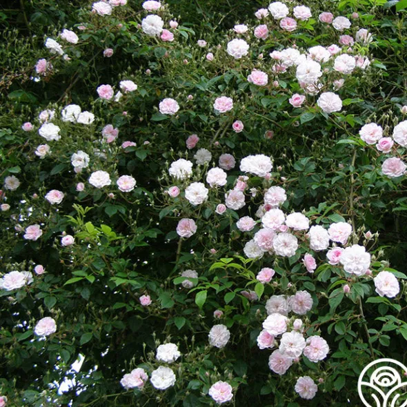 Heirloom Roses Paul's Himalayan Musk Online