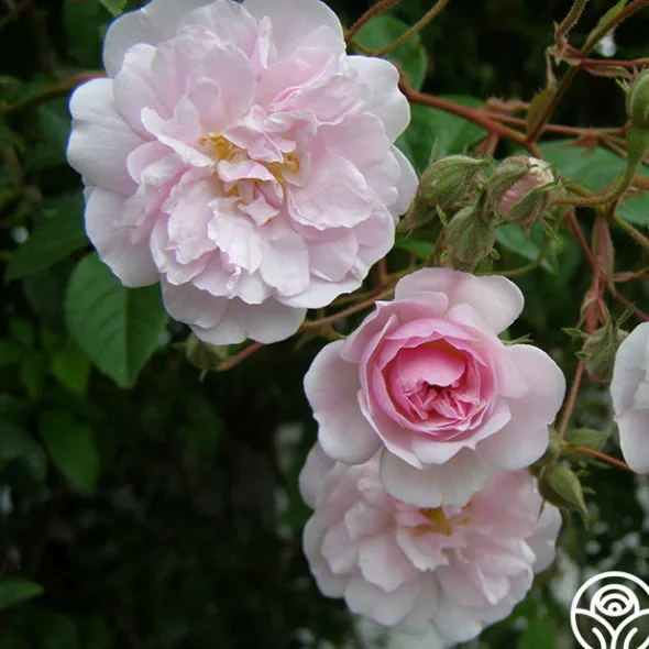 Heirloom Roses Paul's Himalayan Musk Online
