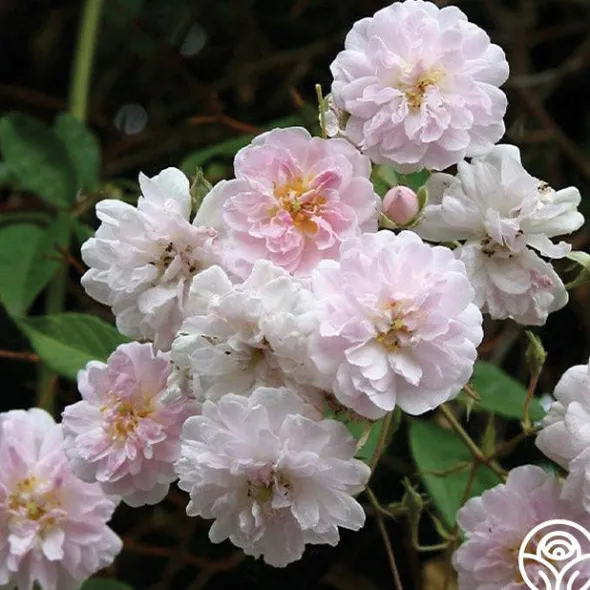 Heirloom Roses Paul's Himalayan Musk Online