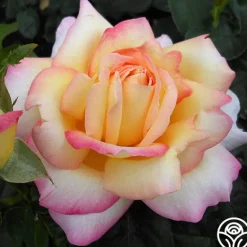 Heirloom Roses Peace Outlet