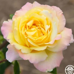 Heirloom Roses Peace Outlet
