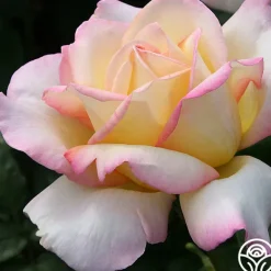 Heirloom Roses Peace Outlet