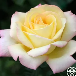 Heirloom Roses Peace Outlet