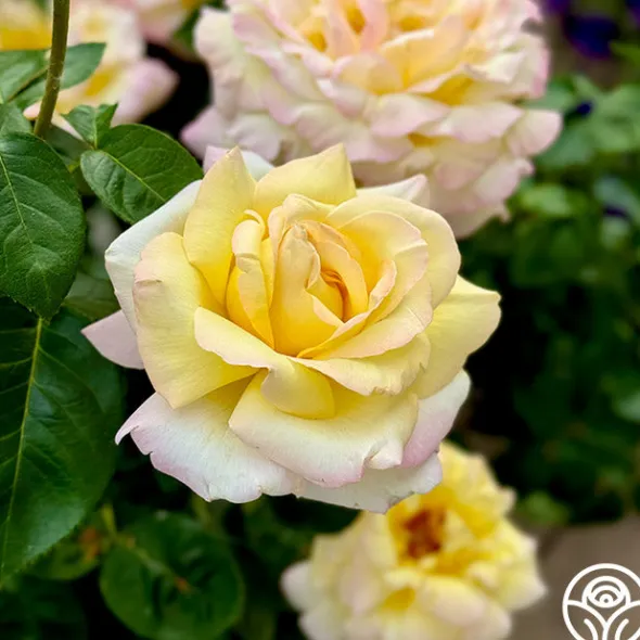 Heirloom Roses Peace Outlet