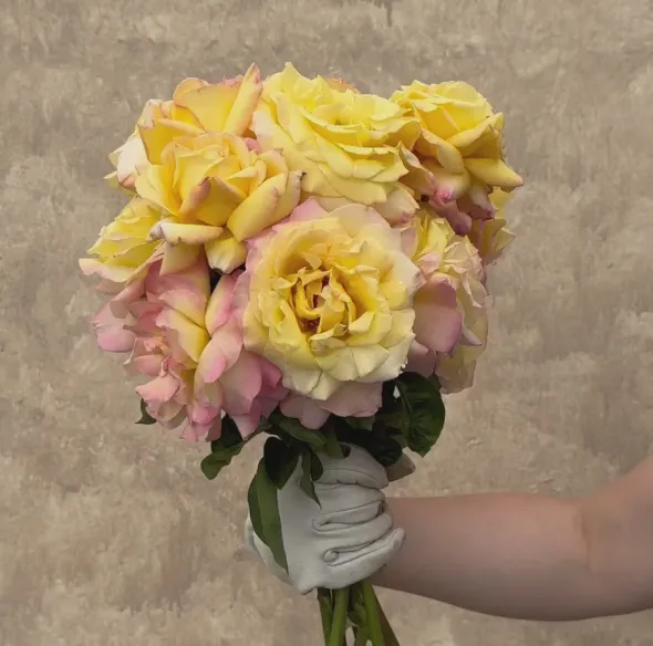Heirloom Roses Peace Outlet