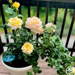 Heirloom Roses Peace Outlet