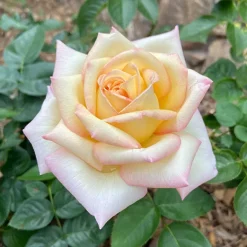 Heirloom Roses Peace Outlet