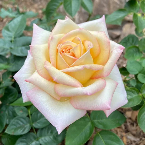 Heirloom Roses Peace Outlet