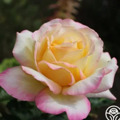 Heirloom Roses Peace Outlet