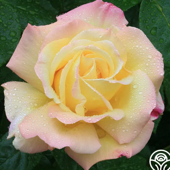 Heirloom Roses Peace Outlet