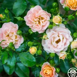 Heirloom Roses Peach Drift® Online
