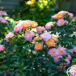 Heirloom Roses Peach Drift® Online