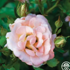 Heirloom Roses Peach Drift® Online