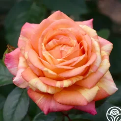 Heirloom Roses Peach Swirl™