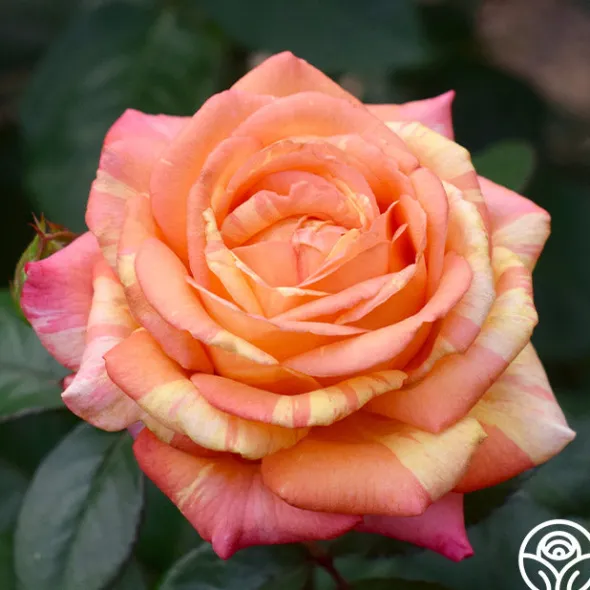 Heirloom Roses Peach Swirl™