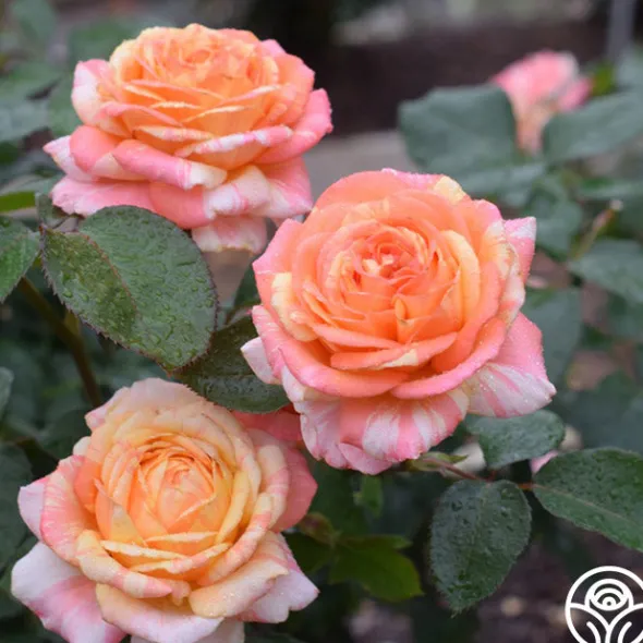 Heirloom Roses Peach Swirl™