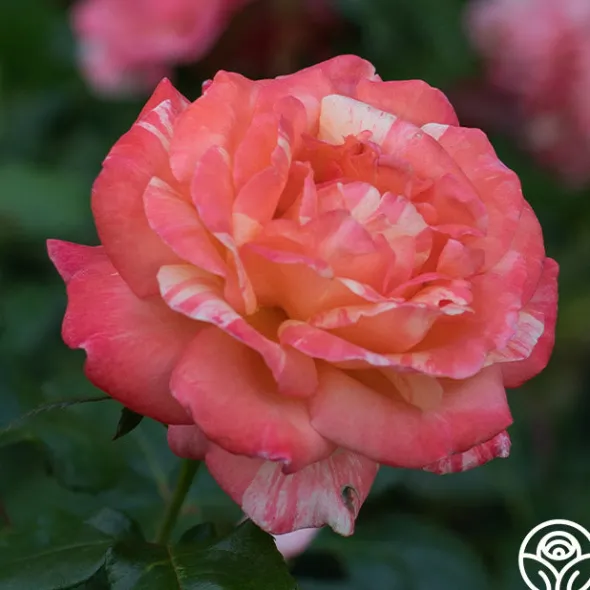 Heirloom Roses Peach Swirl™