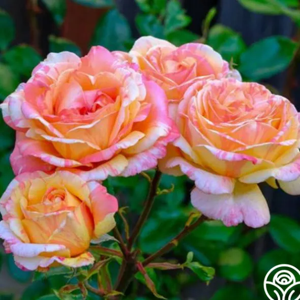 Heirloom Roses Peach Swirl™