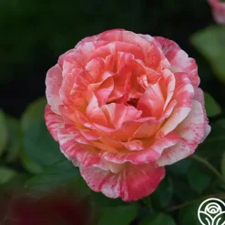 Heirloom Roses Peach Swirl™