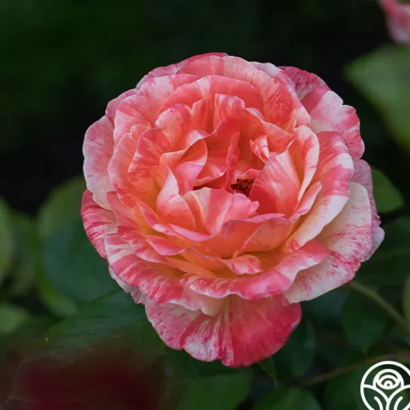 Heirloom Roses Peach Swirl™