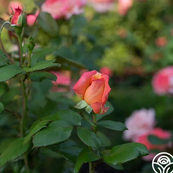 Heirloom Roses Peach Swirl™