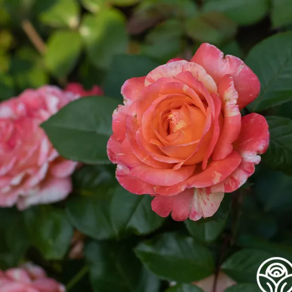 Heirloom Roses Peach Swirl™