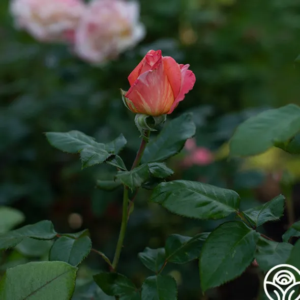 Heirloom Roses Peach Swirl™
