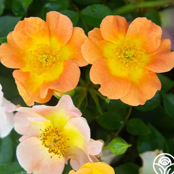 Heirloom Roses Peachy Creeper Outlet