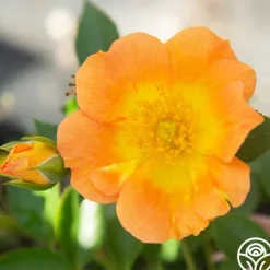 Heirloom Roses Peachy Creeper Outlet