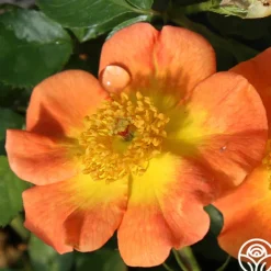 Heirloom Roses Peachy Creeper Outlet