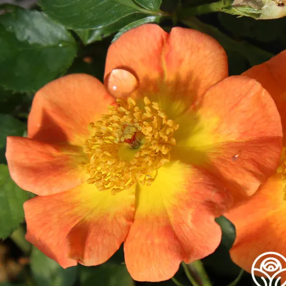 Heirloom Roses Peachy Creeper Outlet