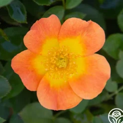 Heirloom Roses Peachy Creeper Outlet