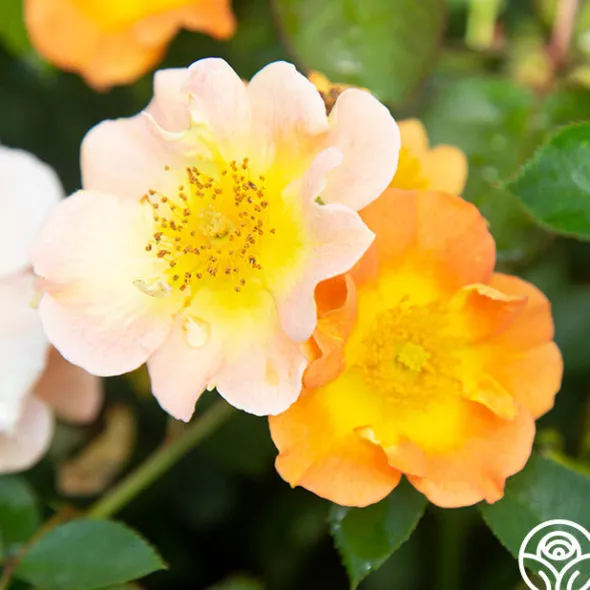 Heirloom Roses Peachy Creeper Outlet