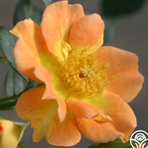 Heirloom Roses Peachy Creeper Outlet