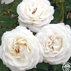 Heirloom Roses Pearlescent™ New