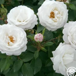 Heirloom Roses Pearlescent™ New