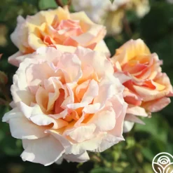 Heirloom Roses Pearlie Mae Clearance