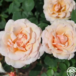 Heirloom Roses Pearlie Mae Clearance