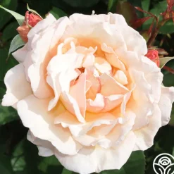 Heirloom Roses Pearlie Mae Clearance