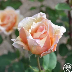 Heirloom Roses Pearlie Mae Clearance