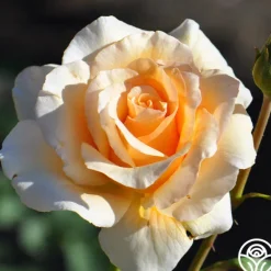 Heirloom Roses Pearlie Mae Clearance