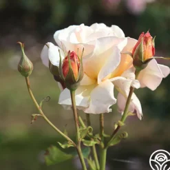 Heirloom Roses Pearlie Mae Clearance