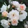 Heirloom Roses Penelope Online