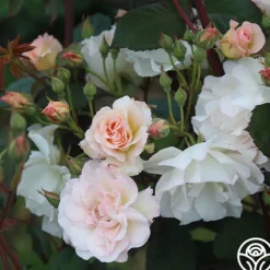 Heirloom Roses Penelope Online