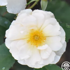 Heirloom Roses Penelope Online