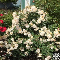 Heirloom Roses Penelope Online